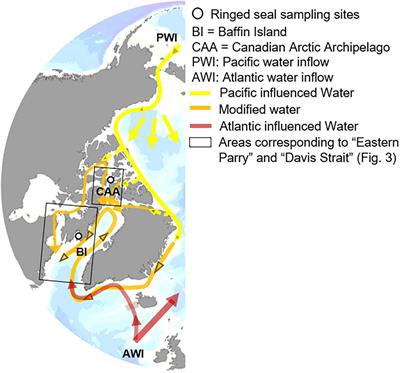 Biomarkers in Ringed Seals Reveal Recent Onset of Borealization in the High- Compared to the Mid-Latitude Canadian Arctic